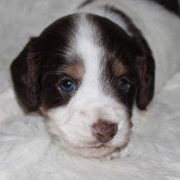 Chocolate piebald - Piebald male Dachshund puppy in Lily, Kentucky from Little Acres Miniature Dachshunds