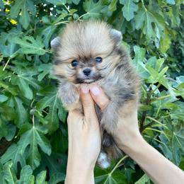 Truffle (toy) - Orange sable male Pomeranian puppy in Citrus Heights, California from Yev and Marina's Pomeranians (AKC)