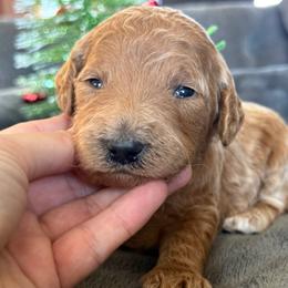 Penny - Red  female Goldendoodle puppy in Maricopa, Arizona from AZ Designer Goldendoodles