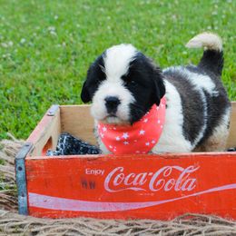 Saint Bernard Puppies from Atkinson Saint Bernards