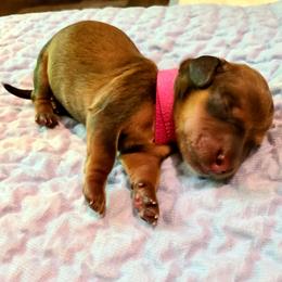 Boy 3 - Red male Dachshund puppy in Waynesboro, Tennessee from Owl Hollow Farm Miniature Dachshunds
