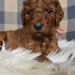 Pippa - Red  female Goldendoodle puppy in Galt, Missouri from Only Doodles!