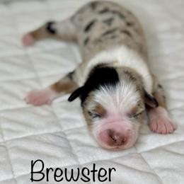 Brewster - Blue merle male Australian Shepherd puppy in Beaverdam, Virginia from Cimmarun Farm Aussies
