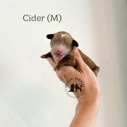 Cider - Red  male Poodle puppy in Queen Creek, Arizona from Poised Poodles