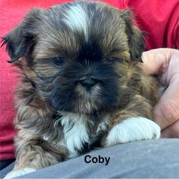 Coby - Tricolor male Shih Tzu puppy in Bloomfield, Indiana from Meihem Pups