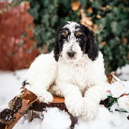 "Lucy" Bearded Retriever, Bernedoodle, and Poodle Puppies from Doodle Belle Puppy