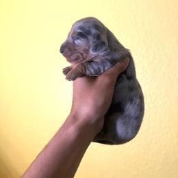Leo - Dapple male Dachshund puppy in Moreno Valley, California from rdachshunds