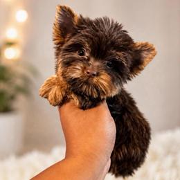 Bentley - Chocolate and tan male Yorkshire Terrier puppy in Jacksonville, Florida from TLJ Choco Yorkie Love