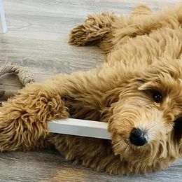 Goldendoodle Puppies from Melodies Daytona Doodles