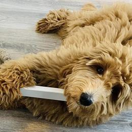 Goldendoodle Puppies from Melodies Daytona Doodles