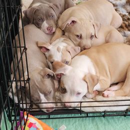 American Pit Bull Terrier Puppies from Mika Tica Kennels