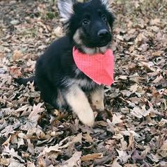 German Shepherd Puppies from Fairytale Kennel