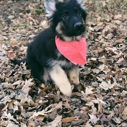 German Shepherd Puppies from Fairytale Kennel