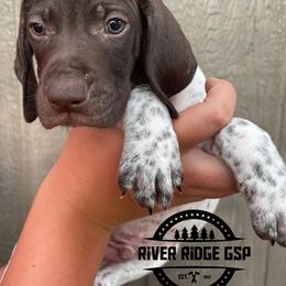 Boy 5 - Liver roan male German Shorthaired Pointer puppy in Weeki Wachee, Florida from River Ridge GSP