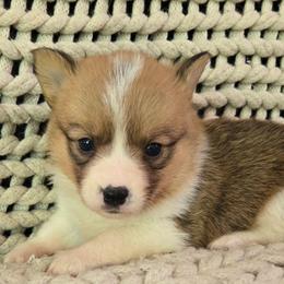 JM-3 - Sable male Pembroke Welsh Corgi puppy in Ely, Minnesota from RJ's Corgis