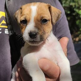Boy 3 - male Jack Russell Terrier puppy in California from Kimberlite
