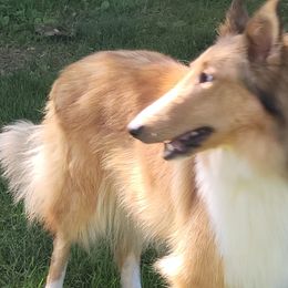 Collies and Miniature Schnauzers from Kennedy Miniature Schnauzers