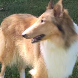 Collies and Miniature Schnauzers from Kennedy Miniature Schnauzers