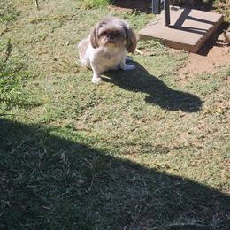 Cricket - Shih Tzu