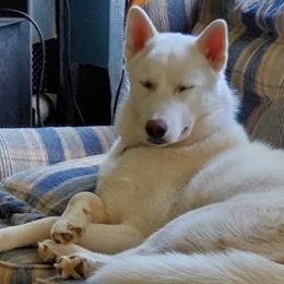 Siberian Huskies from Bundles of Husky Glitter