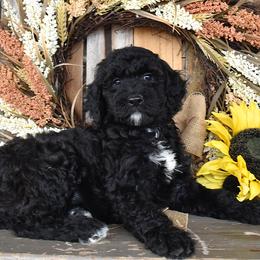 Female 2-Purple collar - Black female Goldendoodle puppy in Macedon, New York from Toodles Goldendoodles