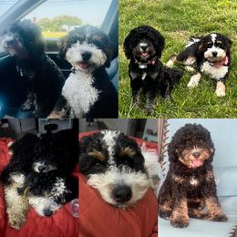 Bernedoodle puppies from Pine Brook Pups