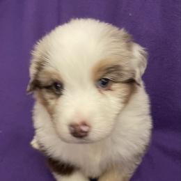 Troy - Red merle male Australian Shepherd puppy in Hammond, Louisiana from Gold Ring Australian Shepherds