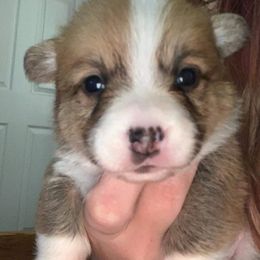 American Corgi and Pembroke Welsh Corgi Puppies from Chaotic Corgi’s