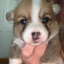 American Corgi and Pembroke Welsh Corgi Puppies from Chaotic Corgi’s