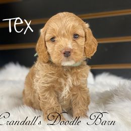 Cockapoo Puppies from Crandall’s Doodle Barn