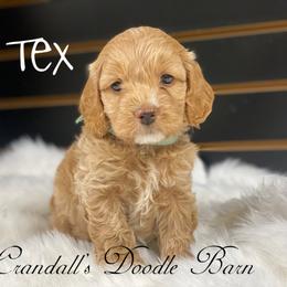 Cockapoo Puppies from Crandall’s Doodle Barn