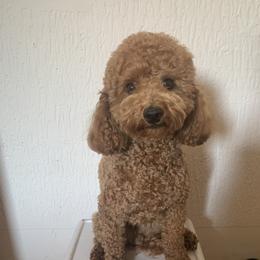 Peps - Poodle