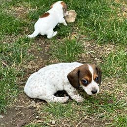 Dachshund Puppies from Shannon Dolly’s Dachshunds