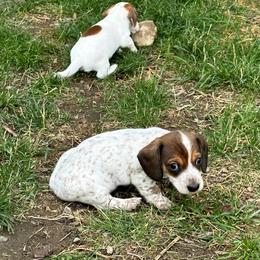 Dachshund Puppies from Shannon Dolly’s Dachshunds