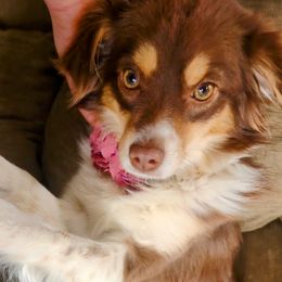 Muffy - Toy Australian Shepherd