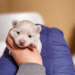 Channel - Cream female Pomeranian puppy in Illinois from Maribel Poms