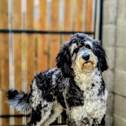 Pepper - Bernedoodle