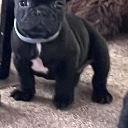 Clumber Spaniels and French Bulldogs from Eileen Heiple