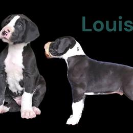 Prince Louis - Mantle male Great Dane puppy in Brookings, South Dakota from Debonair Danes