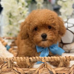 Leonardo - Apricot male Poodle puppy in Apple Valley, California from Fletcher Fuzzy Friends