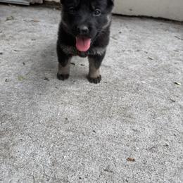 Black and Tan Boy - Black and tan male German Shepherd puppy in Jacksonville, Florida from El Dorado