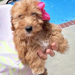 Donna - Red  female Goldendoodle puppy in Mint Hill, North Carolina from DoodleForever