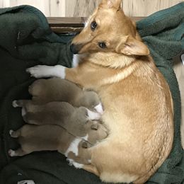Pembroke Welsh Corgi Puppies from Amya Paige