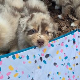 Camo Cargo - Red merle male Australian Shepherd puppy in Bumpass, Virginia from Glitterati Australian Shepherds