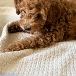 Poodle Puppies from Red Mini Poodles AZ