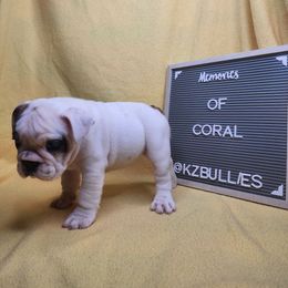 Coral - White female Bulldog puppy in Hillsdale County, Michigan from KZ Bullies LLC