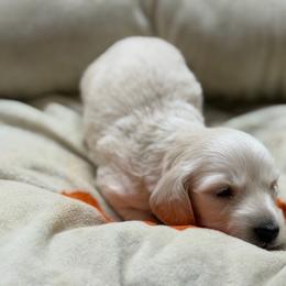Little John - Cream male Dachshund puppy in Wesley Chapel, Florida from Russell Lee Overton