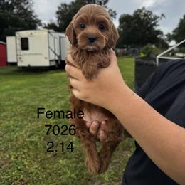 Aspen - Red  female Goldendoodle puppy in Arcadia, Florida from KnuDawn Goldendoodles