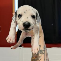 Dalmatian Puppies from Hallmark Dalmatians;