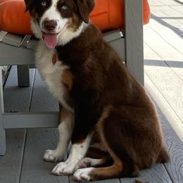 Australian Shepherd All Grown Up from Aussies of Sunset Ridge
